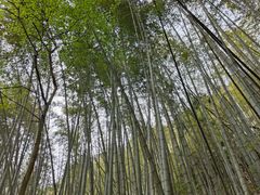 -黄山翡翠谷景区