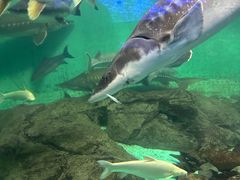 -太平洋海底世界