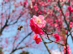 -望江楼公园