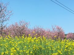 -天适樱花悠乐园