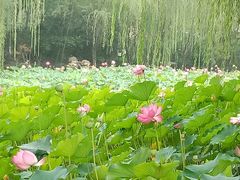 -莲湖公园