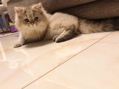 -猫大福·Fortune Cat猫舍(百子湾店)