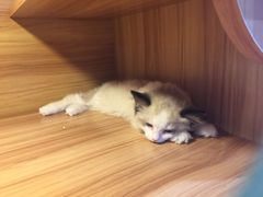 -猫十亿·布偶金渐层·曼基康矮脚猫舍(青年路店)