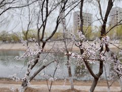 -桃花堤公园