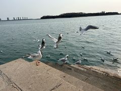 -琴岛之星摩天轮