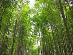 -广州市石门国家森林公园