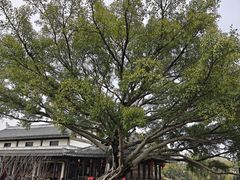 -江心屿景区