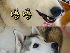 -怪兽屋·羊驼·猫咖·狗咖(俊华广场店)