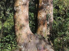 -海南热带雨林国家公园吊罗山景区