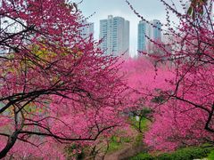 -重庆彩云湖湿地公园