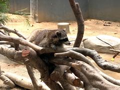 -深圳野生动物园