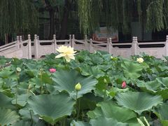 -莲湖公园