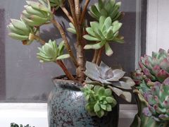 -禅韵琴社 古琴茶道香道插花培训(西华门店)