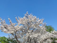 -红梅公园