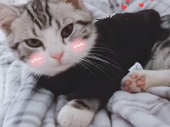 -喵zoo家庭繁育猫舍(尖东智能花园店)