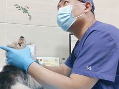 -北京观赏动物医院·24小时大型综合·猫专科·异宠专科