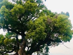 -东梓关景区村庄