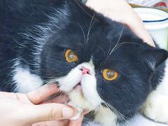 -爱侣宠医·鹦鹉专科·小型哺乳类·异宠专科(灵石路店)