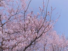 -顾村公园