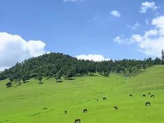 -关山草原