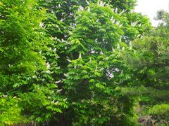 -国家植物园南园