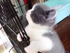-老槐树煎包