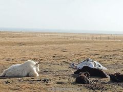 -青海湖国家重点风景名胜区