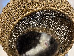 -飞行喵MR PILOT|猫舍·猫咖(静安大融城店)