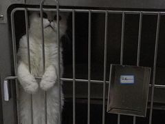 -佑安动物医院·全科·内窥镜中心(幸福巷店)