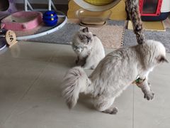 -珠海悠米米努特矮脚猫舍