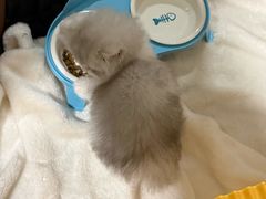 -瑞鹏宠物医院·骨科·猫科·内科(第一中心)