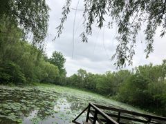 -溱湖国家湿地公园