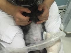 -中农大我爱我爱24h动物医院·中医针灸·猫专科·骨科医疗中心(双井店)