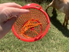 -前小桔亲子创意农场·草莓采摘·露营烧烤