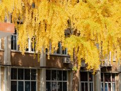 -四川大学(望江校区)