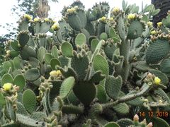 -墨尔本皇家植物园