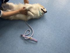 -博特宠物医院24h犬猫全科.骨科·异宠