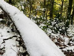 -缙云山景区