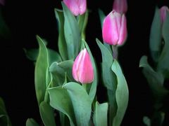 -上海鲜花港