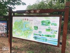 -大塘金香草谷
