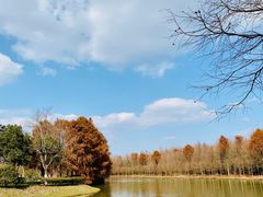 -上海海湾国家森林公园