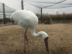 -盐城丹顶鹤湿地生态旅游区
