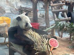 -青藏高原野生动物园
