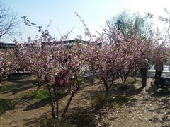 -高东镇樱花园