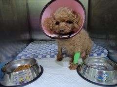 -暖阳宠物医院·犬猫康复中心·骨科