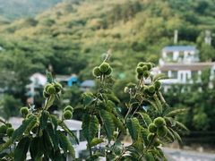 -京北渔家傲