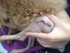 -伟伟宠物医院·CT影像中心·瑞派犬猫综合性门诊(汉口总院)