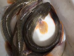 -高坎一品甲鱼庄(两河店)