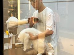 -babydoll猫舍·米努特·德文·缅因(久光中心店)