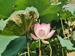 -荔湾湖公园